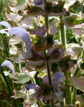 Fotografia 1 da espécie Salvia sclarea no Jardim Botânico UTAD