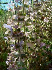 Fotografia da espécie Salvia sclarea