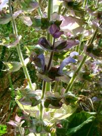 Fotografia da espécie Salvia sclarea