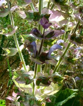 Fotografia 4 da espécie Salvia sclarea no Jardim Botânico UTAD