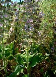 Fotografia da espécie Salvia sclarea