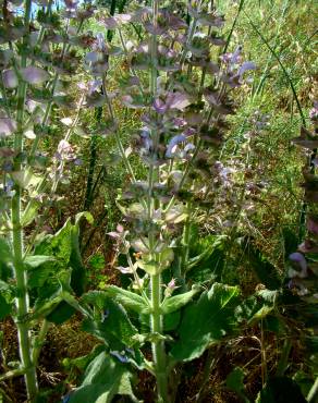 Fotografia 5 da espécie Salvia sclarea no Jardim Botânico UTAD