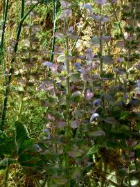 Fotografia da espécie Salvia sclarea