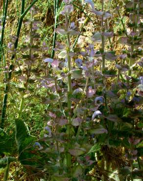 Fotografia 6 da espécie Salvia sclarea no Jardim Botânico UTAD