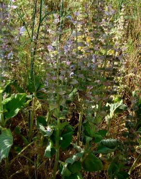 Fotografia 7 da espécie Salvia sclarea no Jardim Botânico UTAD