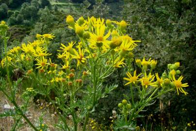 Fotografia da espécie Jacobaea vulgaris