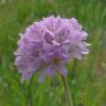 Fotografia 7 da espécie Armeria beirana do Jardim Botânico UTAD