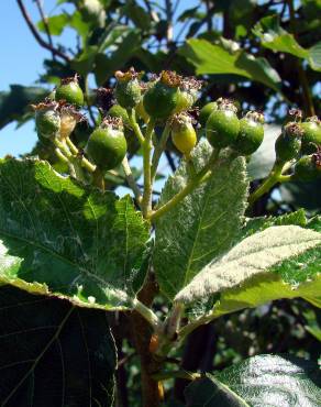 Fotografia 4 da espécie Sorbus aria no Jardim Botânico UTAD