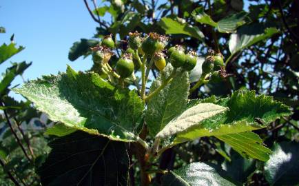 Fotografia da espécie Sorbus aria