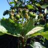 Fotografia 4 da espécie Sorbus aria do Jardim Botânico UTAD