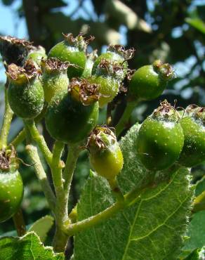 Fotografia 5 da espécie Sorbus aria no Jardim Botânico UTAD