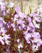 Fotografia da espécie Chaenorhinum grandiflorum