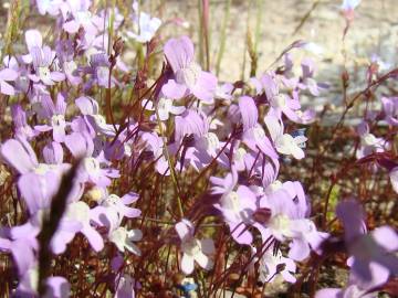 Fotografia da espécie Chaenorhinum grandiflorum subesp. grandiflorum