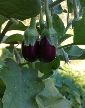 Fotografia 4 da espécie Solanum melongena no Jardim Botânico UTAD