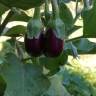 Fotografia 4 da espécie Solanum melongena do Jardim Botânico UTAD