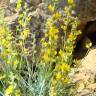 Fotografia 3 da espécie Anthyllis cytisoides do Jardim Botânico UTAD