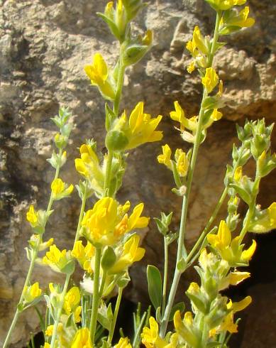 Fotografia de capa Anthyllis cytisoides - do Jardim Botânico