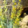 Fotografia 4 da espécie Anthyllis cytisoides do Jardim Botânico UTAD