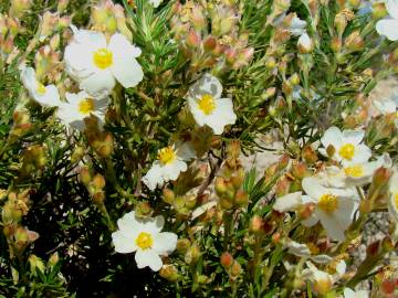 Fotografia da espécie Cistus clusii subesp. multiflorus