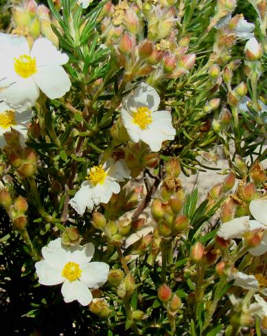 Fotografia de capa Cistus clusii subesp. multiflorus - do Jardim Botânico