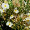 Fotografia 1 da espécie Cistus clusii subesp. multiflorus do Jardim Botânico UTAD