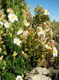 Fotografia da espécie Cistus clusii subesp. multiflorus