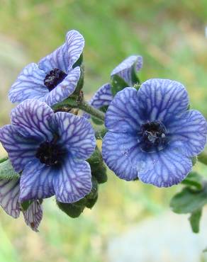 Fotografia 1 da espécie Cynoglossum creticum no Jardim Botânico UTAD