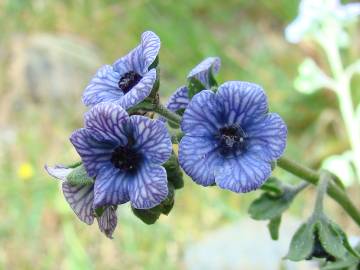 Fotografia da espécie Cynoglossum creticum