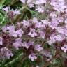 Fotografia 1 da espécie Thymus mastigophorus do Jardim Botânico UTAD