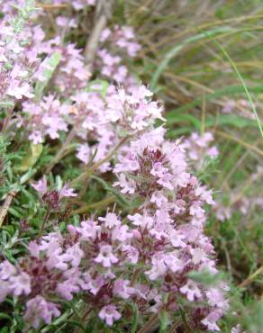 Fotografia 3 da espécie Thymus mastigophorus no Jardim Botânico UTAD