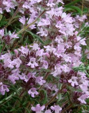 Fotografia 4 da espécie Thymus mastigophorus no Jardim Botânico UTAD