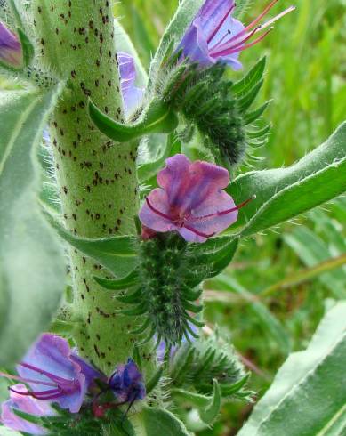 Fotografia de capa Echium vulgare subesp. vulgare - do Jardim Botânico