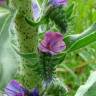 Fotografia 1 da espécie Echium vulgare subesp. vulgare do Jardim Botânico UTAD