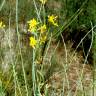 Fotografia 3 da espécie Genista spartioides do Jardim Botânico UTAD