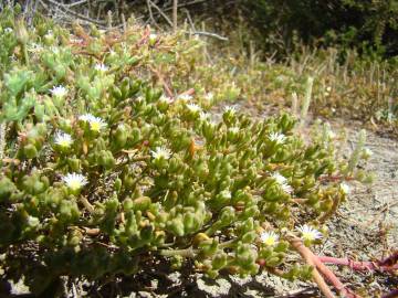 Fotografia da espécie Mesembryanthemum nodiflorum