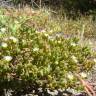 Fotografia 3 da espécie Mesembryanthemum nodiflorum do Jardim Botânico UTAD