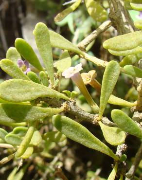 Fotografia 5 da espécie Lycium intricatum no Jardim Botânico UTAD