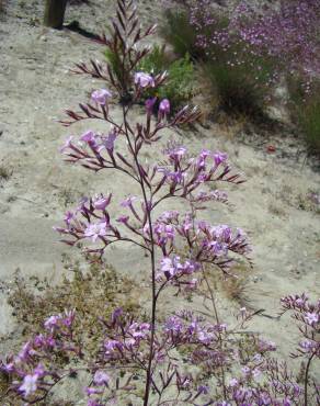 Fotografia 1 da espécie Limonium insigne no Jardim Botânico UTAD