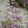 Fotografia 1 da espécie Limonium insigne do Jardim Botânico UTAD