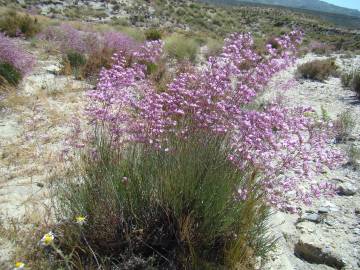 Fotografia da espécie Limonium insigne