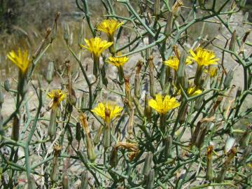 Fotografia da espécie Launaea arborescens