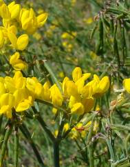 Coronilla juncea