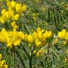 Fotografia 1 da espécie Coronilla juncea do Jardim Botânico UTAD