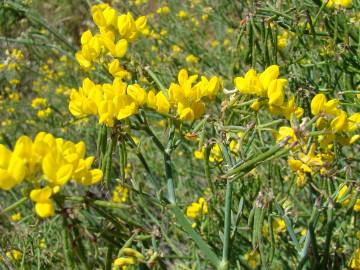 Fotografia da espécie Coronilla juncea