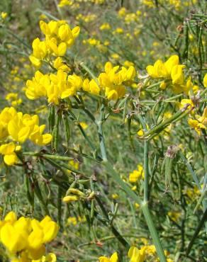 Fotografia 3 da espécie Coronilla juncea no Jardim Botânico UTAD