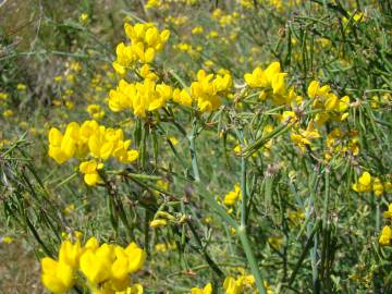 Fotografia da espécie Coronilla juncea