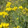 Fotografia 3 da espécie Coronilla juncea do Jardim Botânico UTAD