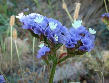 Fotografia da espécie Limonium sinuatum