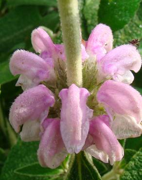 Fotografia 1 da espécie Phlomis purpurea no Jardim Botânico UTAD