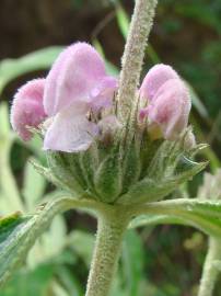 Fotografia da espécie Phlomis purpurea